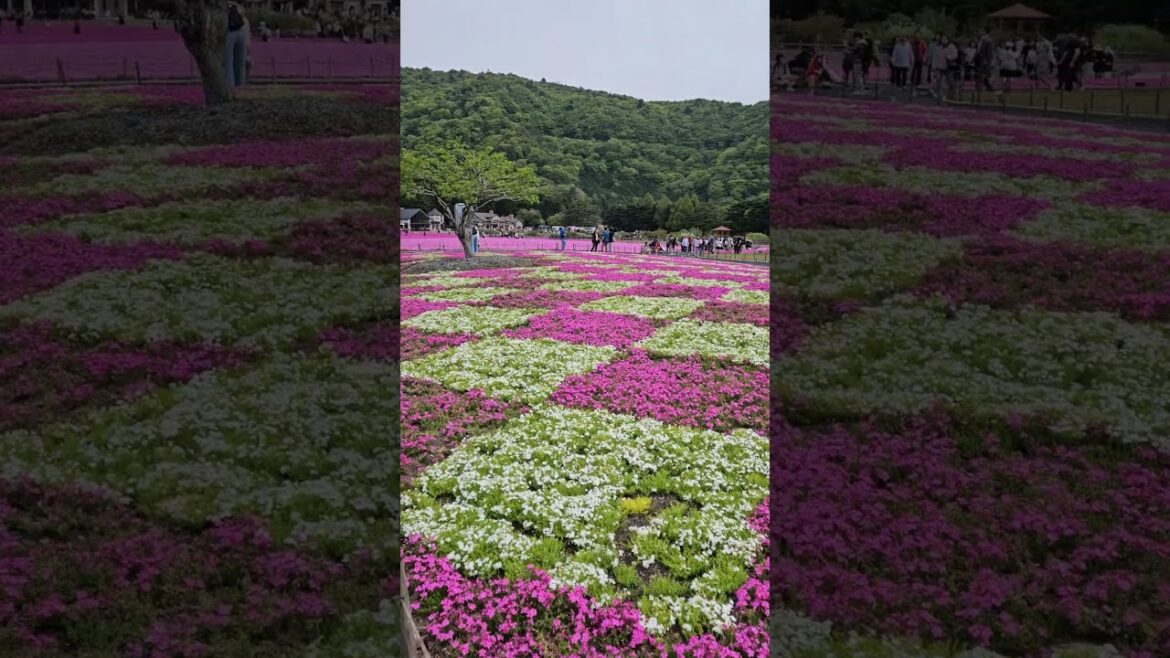 Flower festival was beautiful too bad the clouds hid Mt. Fuji #travel #japan #fun #flowers #shorts