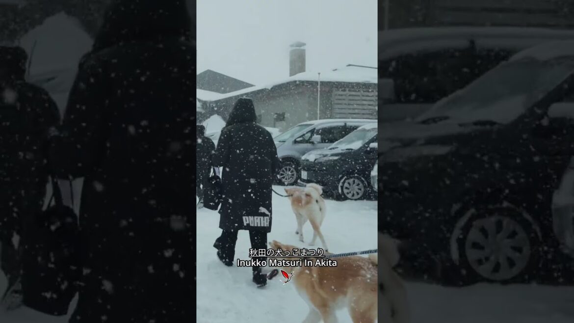Akita Dogs Festival 秋田犬っ子まつり #秋田犬 #秋田 #いぬ #akitadog #akita #dog #travel #japan #祭り #まつり #日本旅行