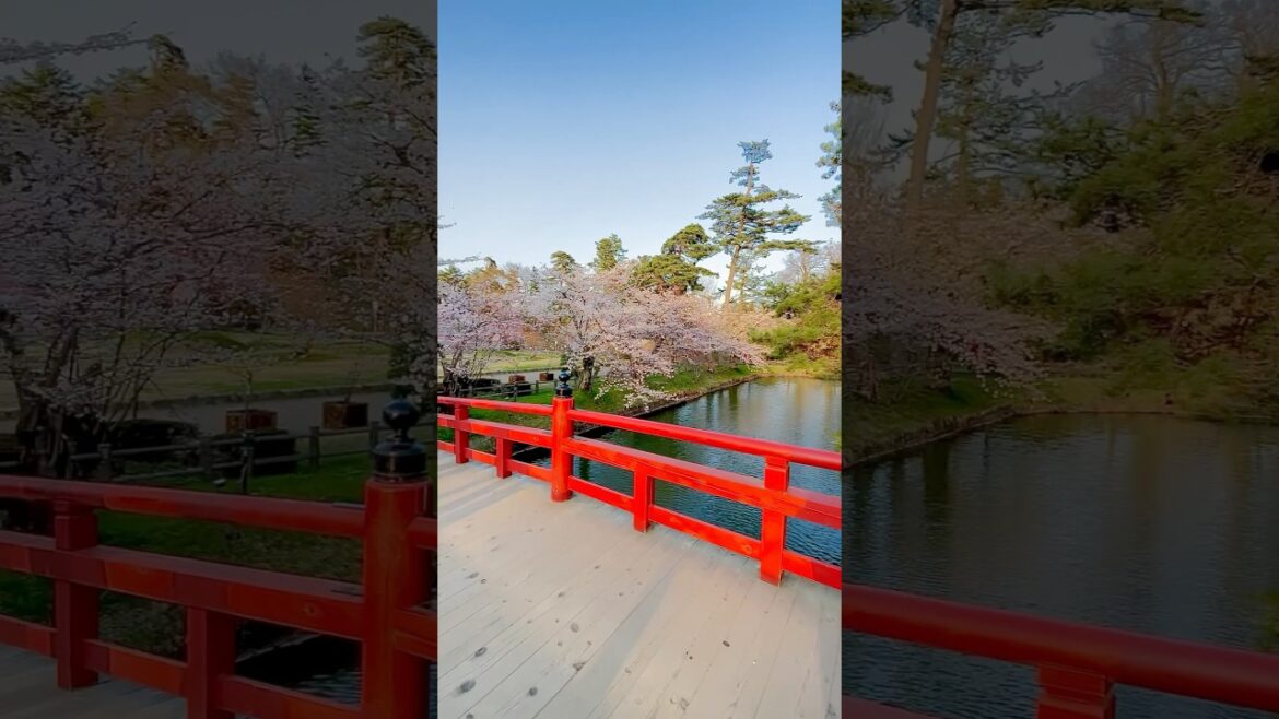 Red Bridge at Hirosaki Castle – A Timeless Beauty in Every Season. #shortvideo #travel #japan Red Bridge at Hirosaki Castle – A Timeless Beauty in Every Season. #shortvideo #travel #japan