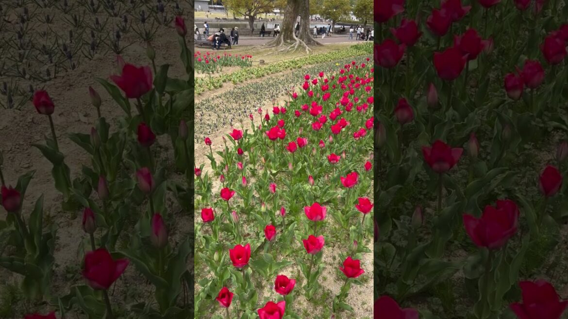 【OSAKA】Must-See Flower Spot – Osaka Expo Commemorative Park 【OSAKA】Must-See Flower Spot - Osaka Expo Commemorative Park