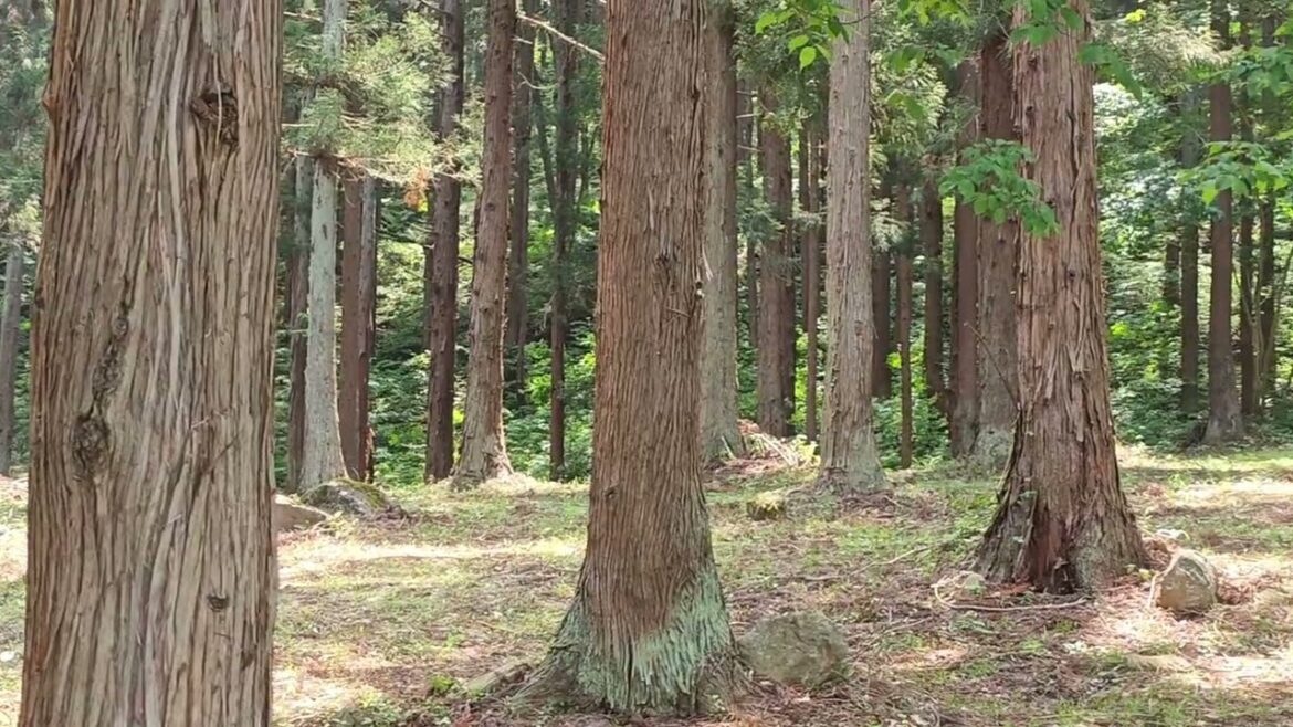 山形風景【西蔵王公園南駐車場】Nishizao Park South Parking Lot