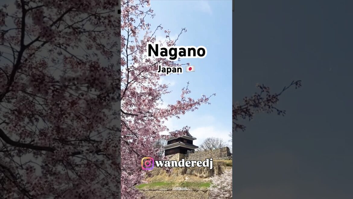 #travel #intojapan #japantravel #Japan # Nagano #Sakura # #CherryBlossom #shorts #viral