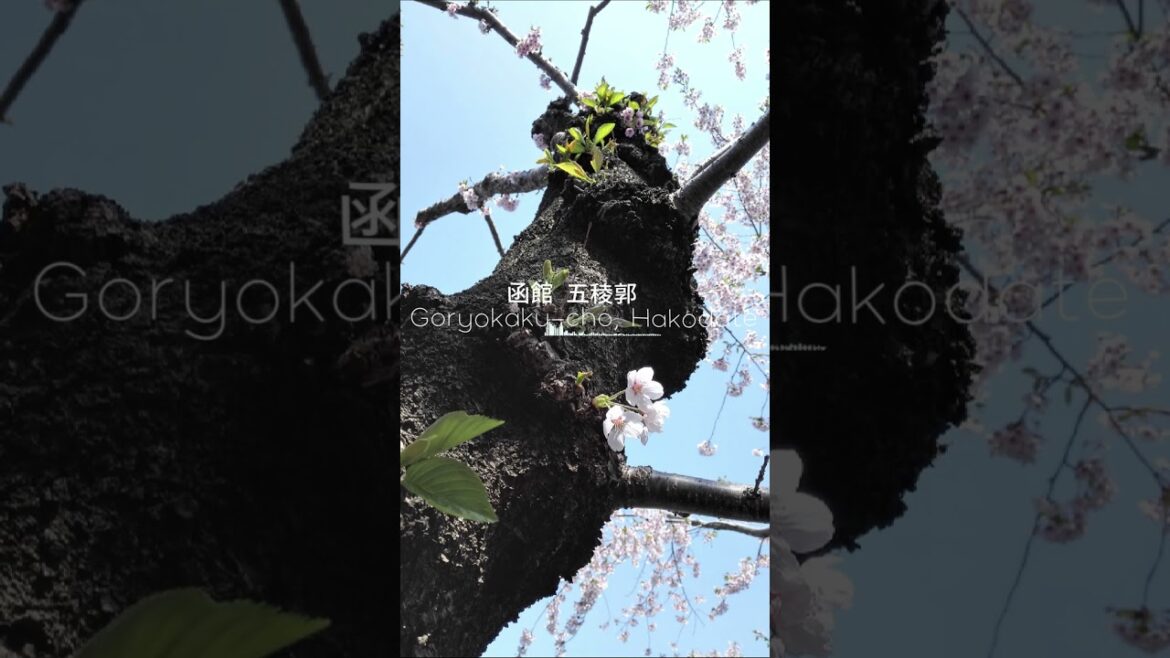 函館 五稜郭 Goryokaku cho, Hakodate