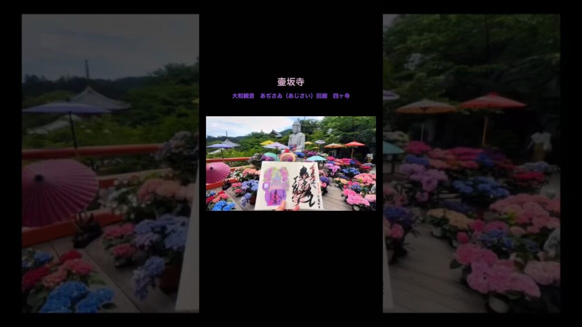 ［Nara長谷寺］大和観音　あぢさゐ（あじさい）回廊　四ヶ寺