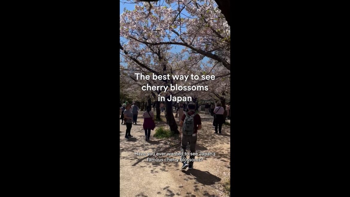 Cherry Blossoms in Japan
