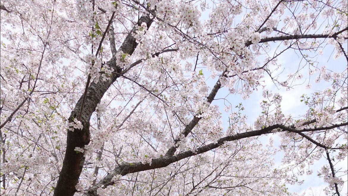 Fukuoka Sakura Matsuri -福冈舞鹤公园樱花 Vlog