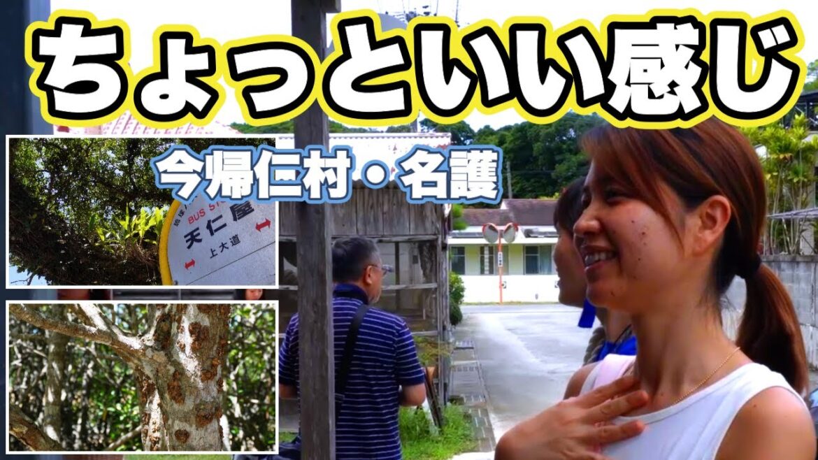 今帰仁と名護を大満喫!癒しと歴史の旅🚗しおりん家のおいしい休日!沖縄やんばるで暮らすしおりファミリー南国日常Vlog okinawa 今帰仁と名護を大満喫!癒しと歴史の旅🚗しおりん家のおいしい休日!沖縄やんばるで暮らすしおりファミリー南国日常Vlog okinawa