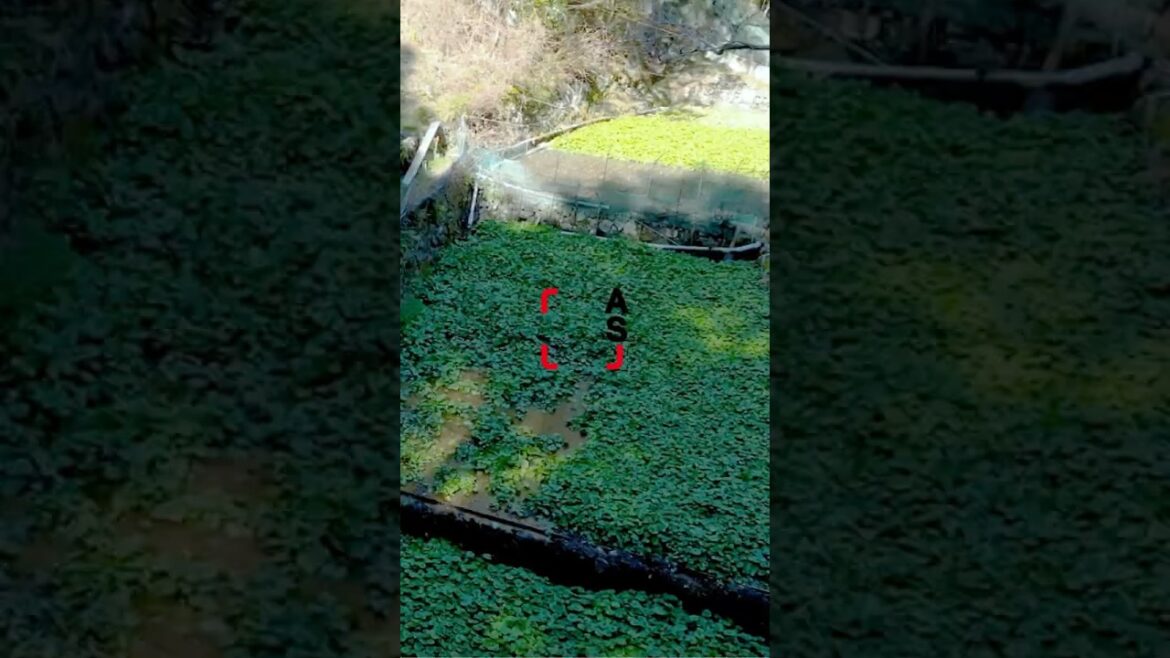 Wanna stay among wasabi fields? 🌿💧