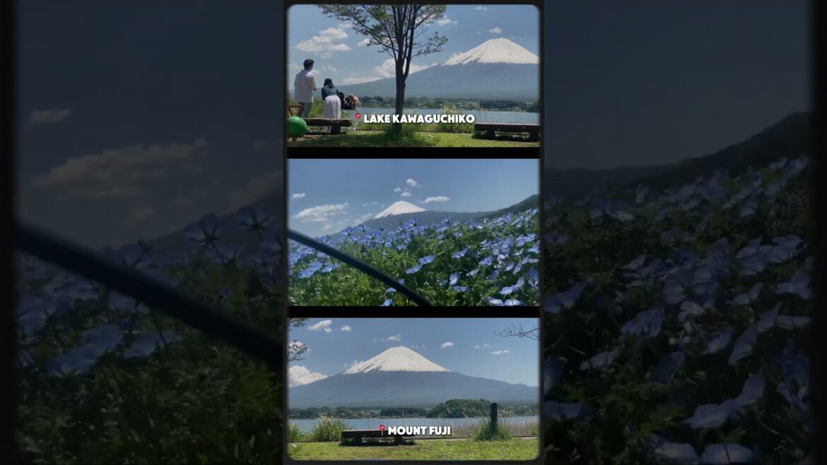 Breathtaking Views at Lake Kawaguchiko’s Oishi Park! 🌸🏔️ #travel #lakekawaguchi #happy #mountfuji Breathtaking Views at Lake Kawaguchiko’s Oishi Park! 🌸🏔️ #travel #lakekawaguchi #happy #mountfuji