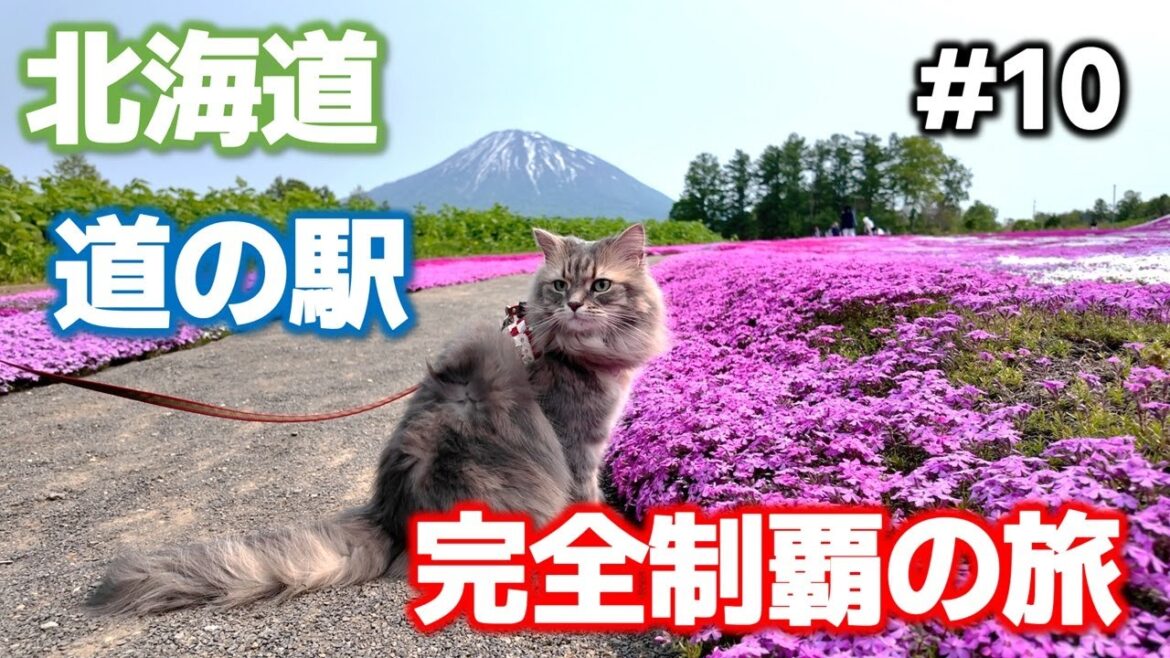 【北海道】道の駅スタンプラリーの旅！芝桜と初夏の北海道を満喫する羊蹄山ドライブの旅