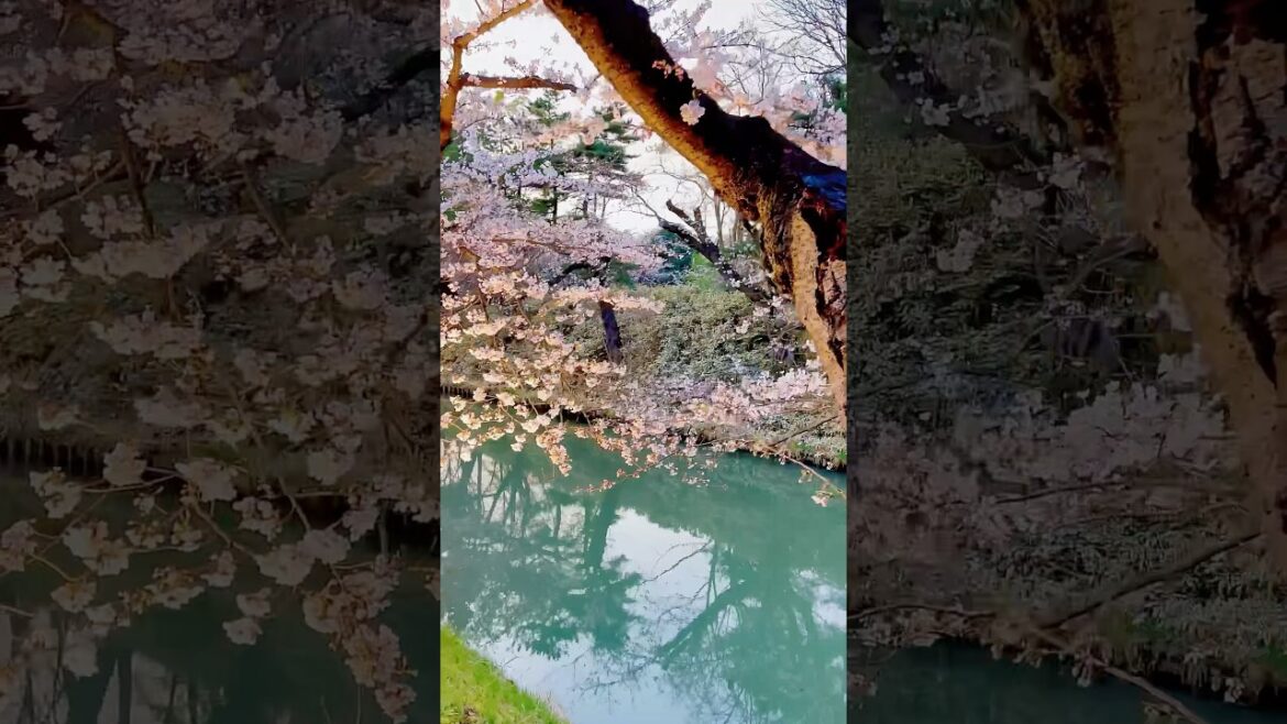 Spring Stroll at Hirosaki Castle. #shortvideo #travel #japan #destination #sakura #photography
