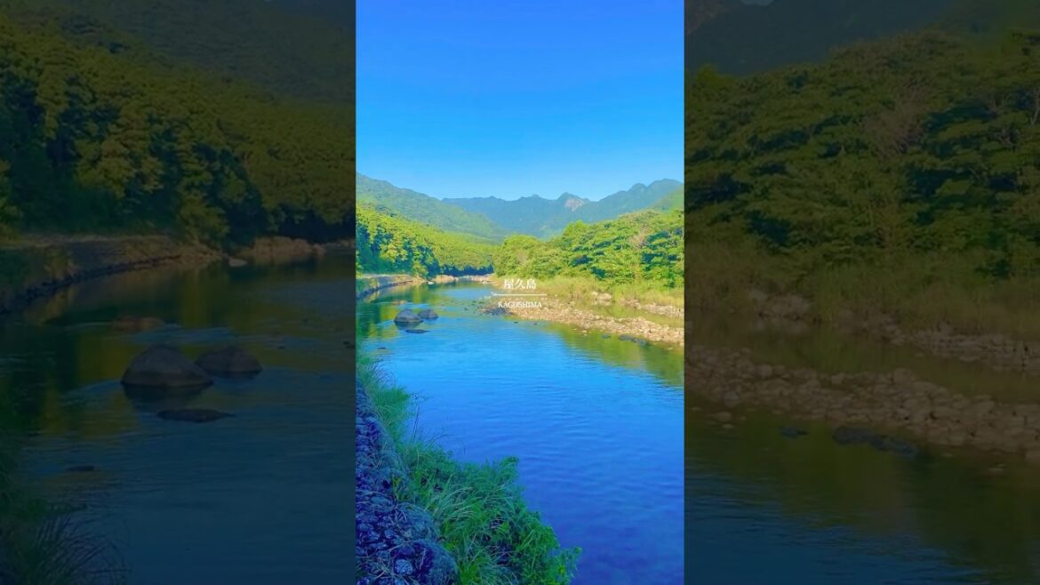 日本一の楽園が最高すぎた。  #旅行 #絶景 #自然  #屋久島 #夏 #Shorts