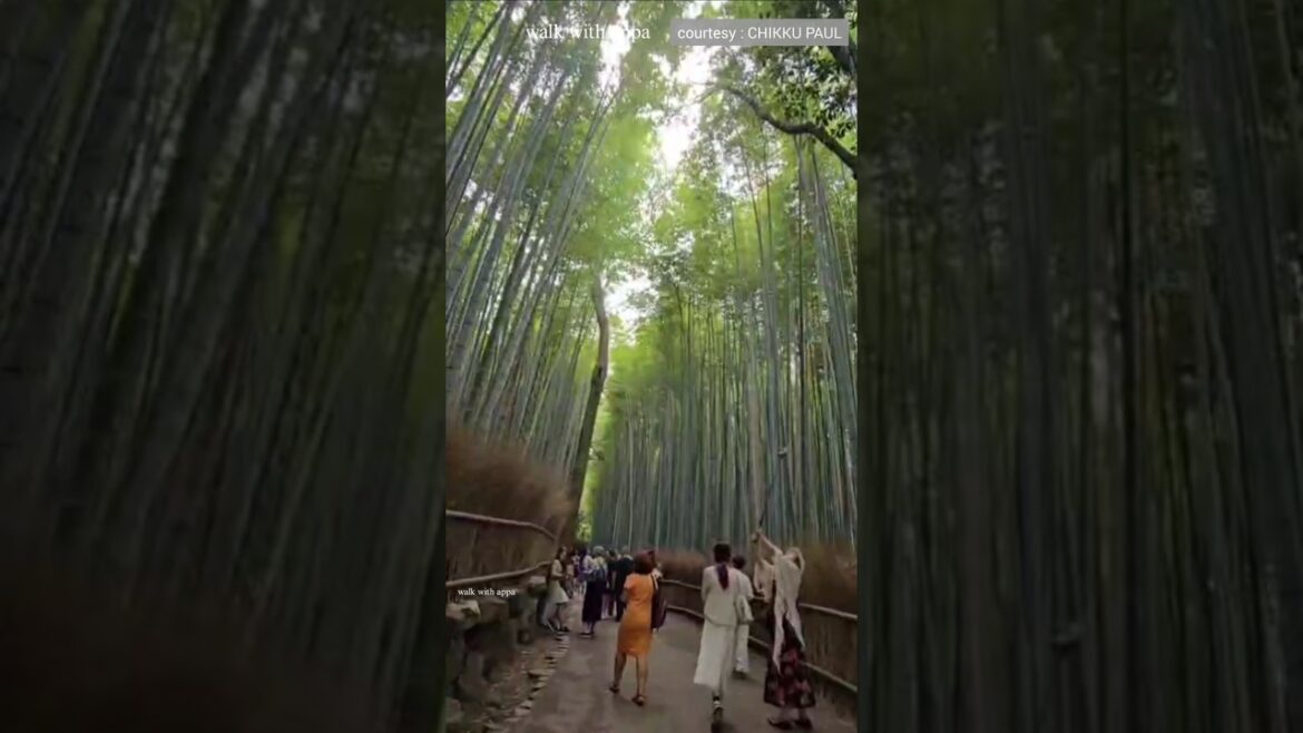 Arashiyama Bamboo Forest | Kyoto,  Japan | #bambooforest #kyoto #japan #shorts #travel