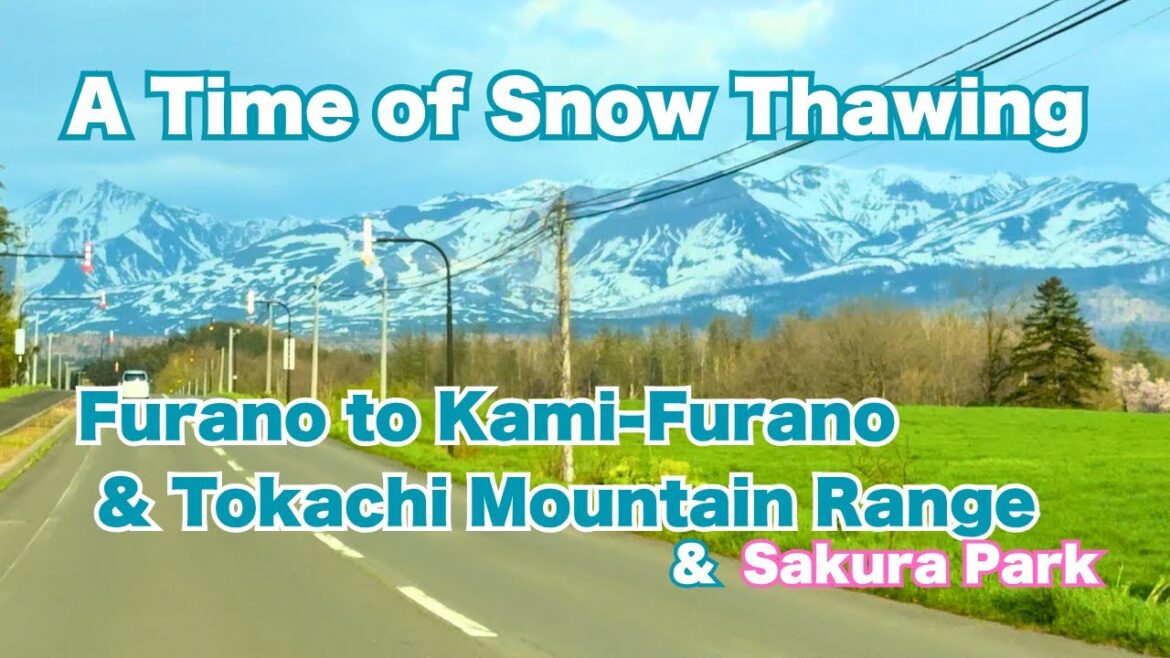 [JAPAN HOKKAIDO] FURANO | THE SAKURA PARK | TOKACHIDAKE LAVENDER ROAD | NATIONAL ROUTE 237