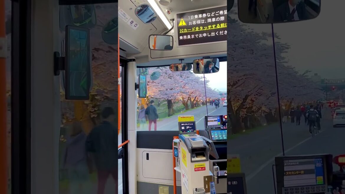 Beautiful Sakura Ride in Hirosaki! #shortvideo #japan #travel #destination #sakura Beautiful Sakura Ride in Hirosaki! #shortvideo #japan #travel #destination #sakura