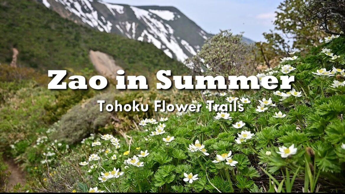 Zao in Summer | Hiking to Tohoku Flower Trails / Miyagi / Japan