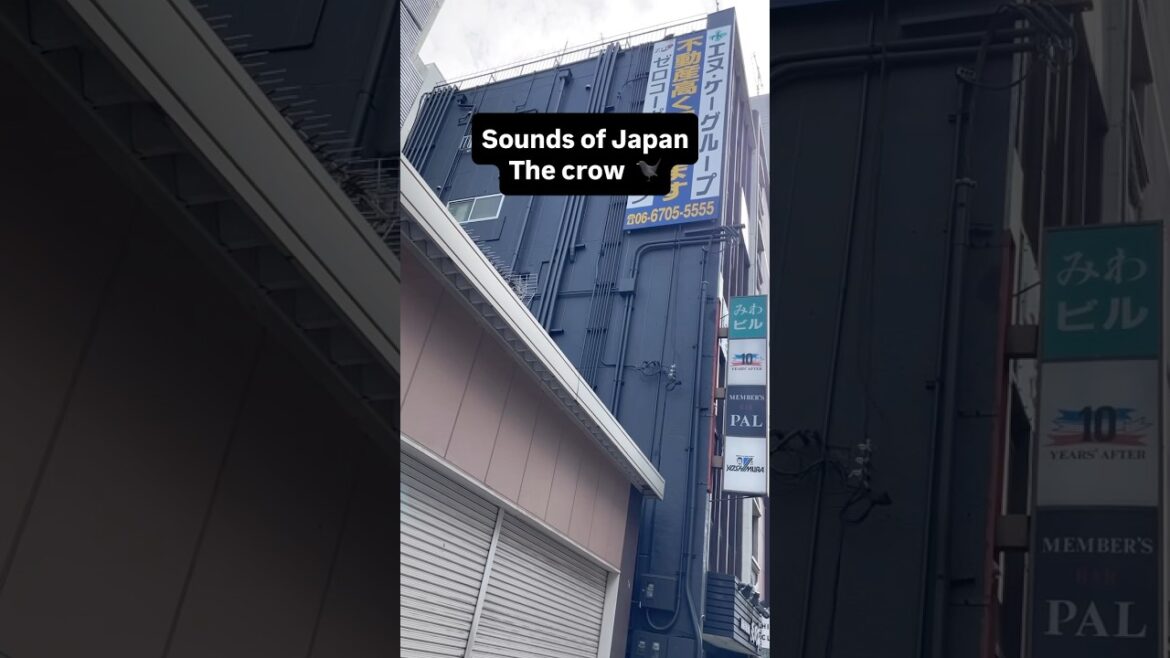 Sounds of Japan the crow #marinjapan #japantravel #travel #nostalgia #soundsofjapan #explore #japan