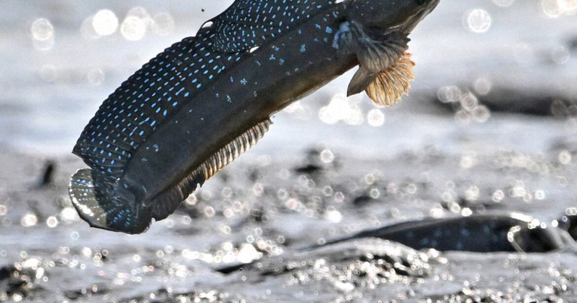Easy Japanese news in translation: Mudskippers jumping in tidal flats in Saga Prefecture Easy Japanese news in translation: Mudskippers jumping in tidal flats in Saga Prefecture