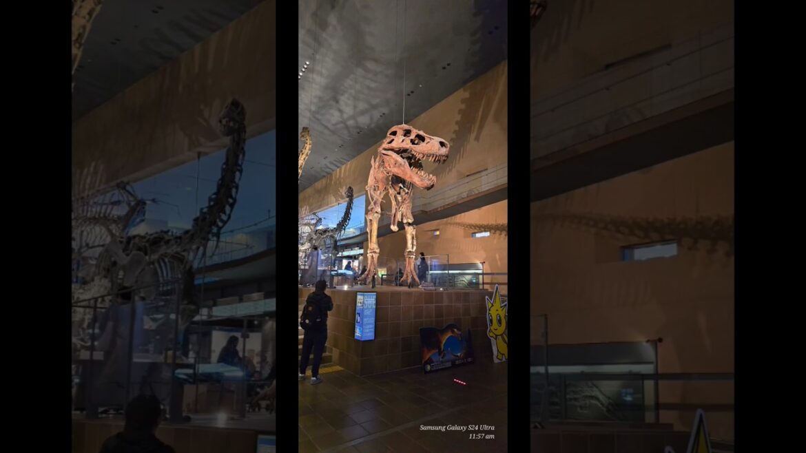 Kitakyushu Museum of Natural History and Human History #japantravel #Kitakyushu #dinosaur #travel