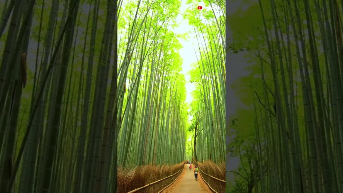 Step Into the Whispering Green: Arashiyama Bamboo Forest ๐ฟ๐ | Travel Video 4K Step Into the Whispering Green: Arashiyama Bamboo Forest ๐ฟ๐ | Travel Video 4K