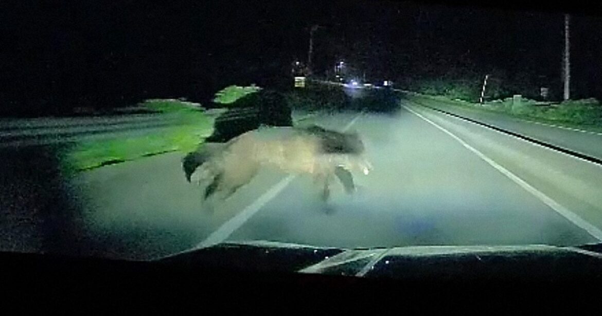 Hokkaido police caution drivers after bear lunges onto highway, collides with car