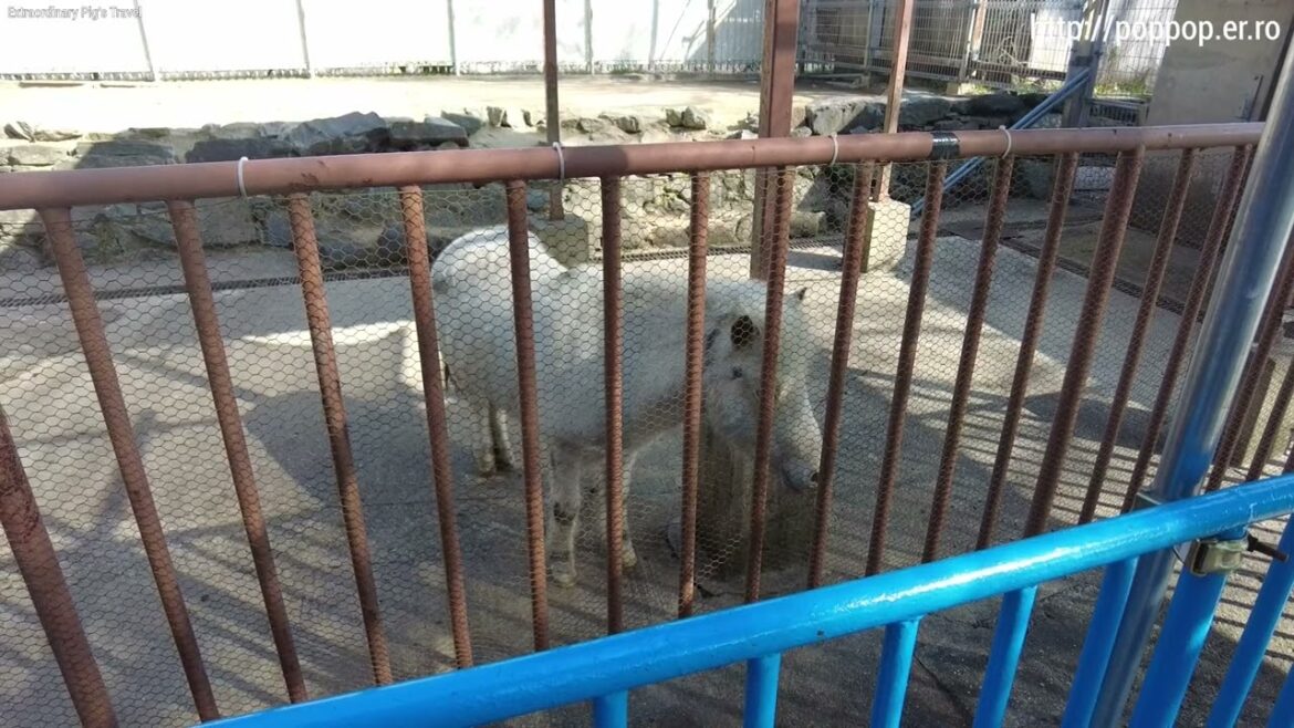 Wakayama Horse-Wakayama,Japan