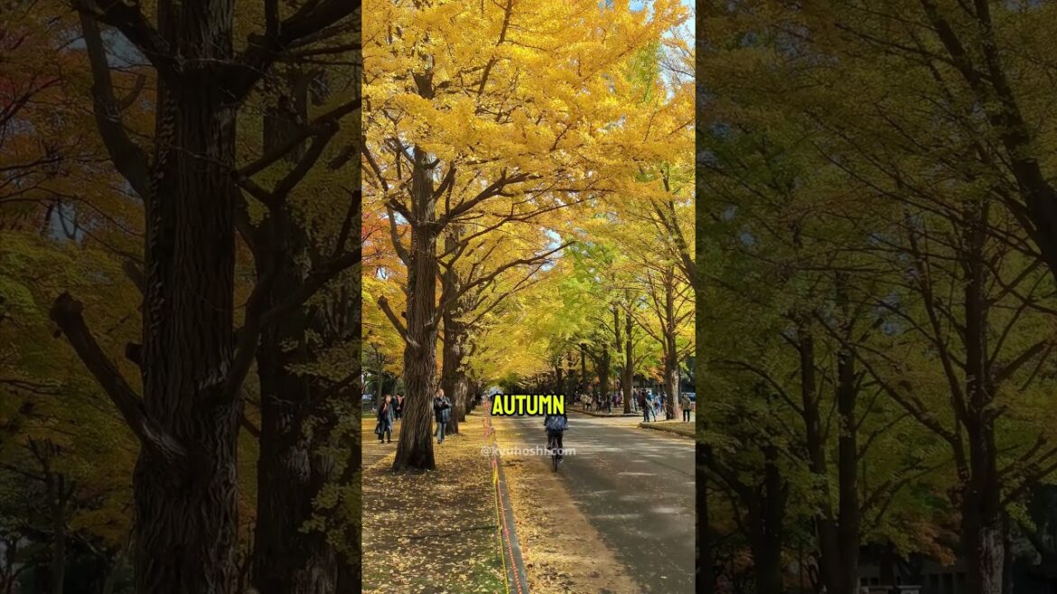 Best time to visit Hokkaido #shorts #japan #hokkaido #travel #日本 #beautiful #japantravel