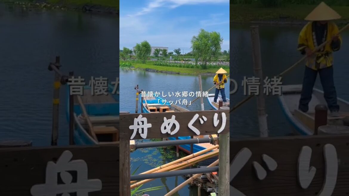 水郷と花菖蒲が織りなす絶景！ #水郷佐原あやめパーク #花菖蒲 #おでかけスポット#水郷 #花巡り#サッパ舟 #千葉 #千葉旅行 #2025#chiba #travel #絶景