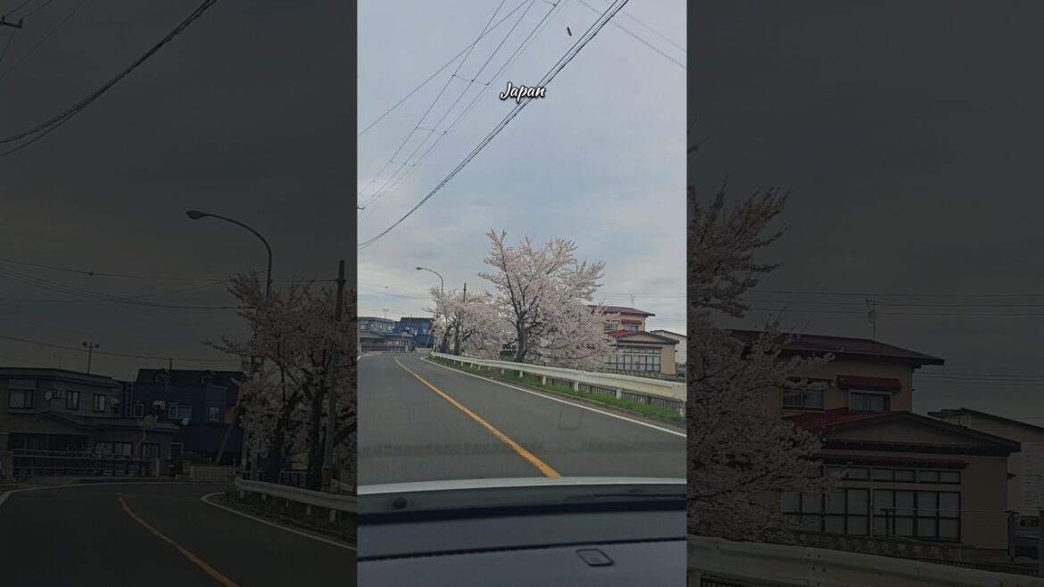 Beautiful Road In Aomori Japan | Japan Travel 🇯🇵🤌❤️ Beautiful Road In Aomori Japan | Japan Travel 🇯🇵🤌❤️