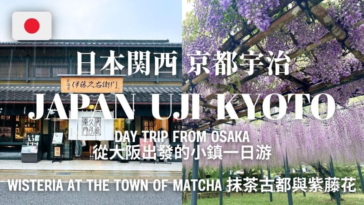 Uji Kyoto 京都宇治 Day Trip From Osaka 從大阪出發的一日遊 | Matcha, Wisteria, Byodoin | 抹茶之鄉 紫藤花 世界遺產平等院 Japan 日本