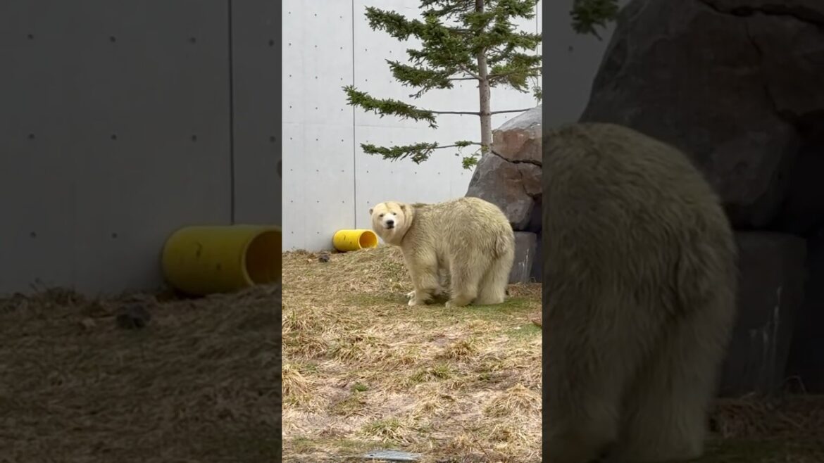 🐻❄️Close Encounter with a Polar Giant! #travel #polarbear #animals #beautifulnature 🐻❄️Close Encounter with a Polar Giant! #travel #polarbear #animals #beautifulnature