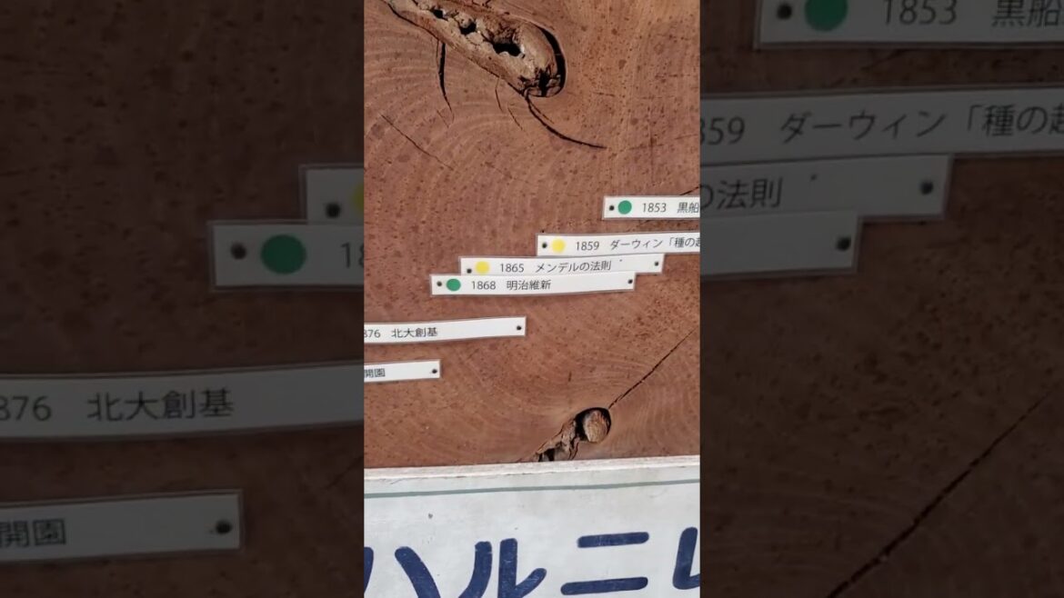 TeamLeip Year 1787 Tree Rings at Botanical Gardens #teamleip #travel #japan #sapporo #hokkaido TeamLeip Year 1787 Tree Rings at Botanical Gardens #teamleip #travel #japan #sapporo #hokkaido