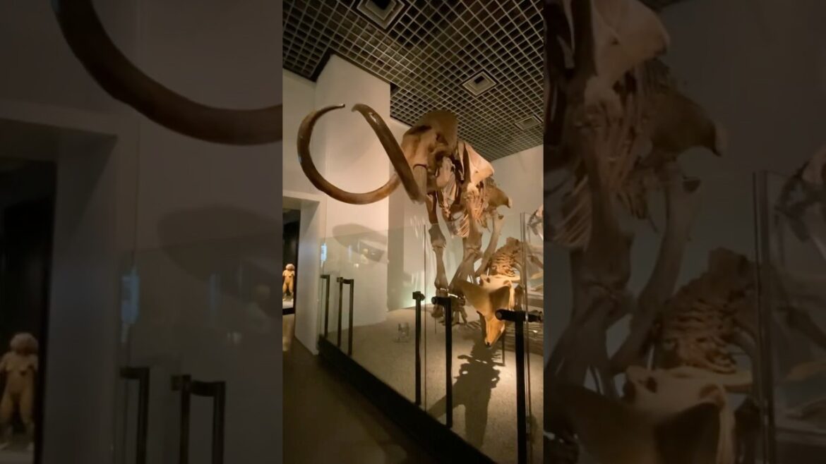 旅行 Travel (日本・東京国立科学博物館 National Museum of Nature and Science Tokyo, Japan) #museum #travel