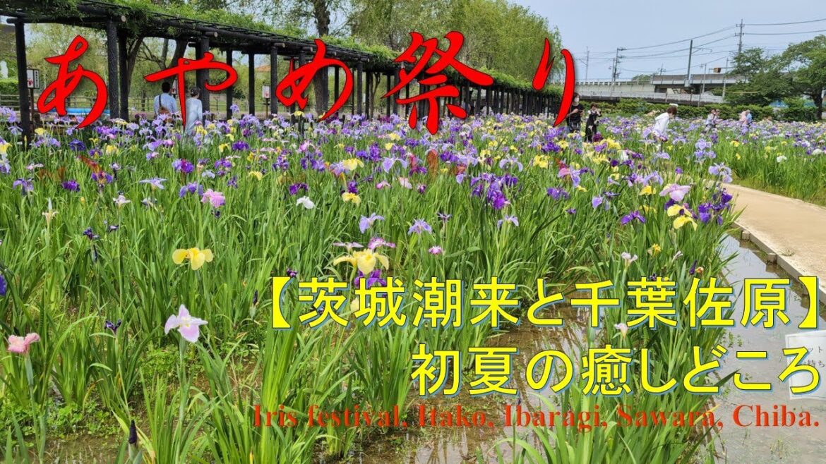【観光】【今週末で終わり】潮来、佐原あやめ祭り Iris festival @Itako, ibaragi, @Sawara, Chiba 【観光】【今週末で終わり】潮来、佐原あやめ祭り Iris festival @Itako, ibaragi, @Sawara, Chiba