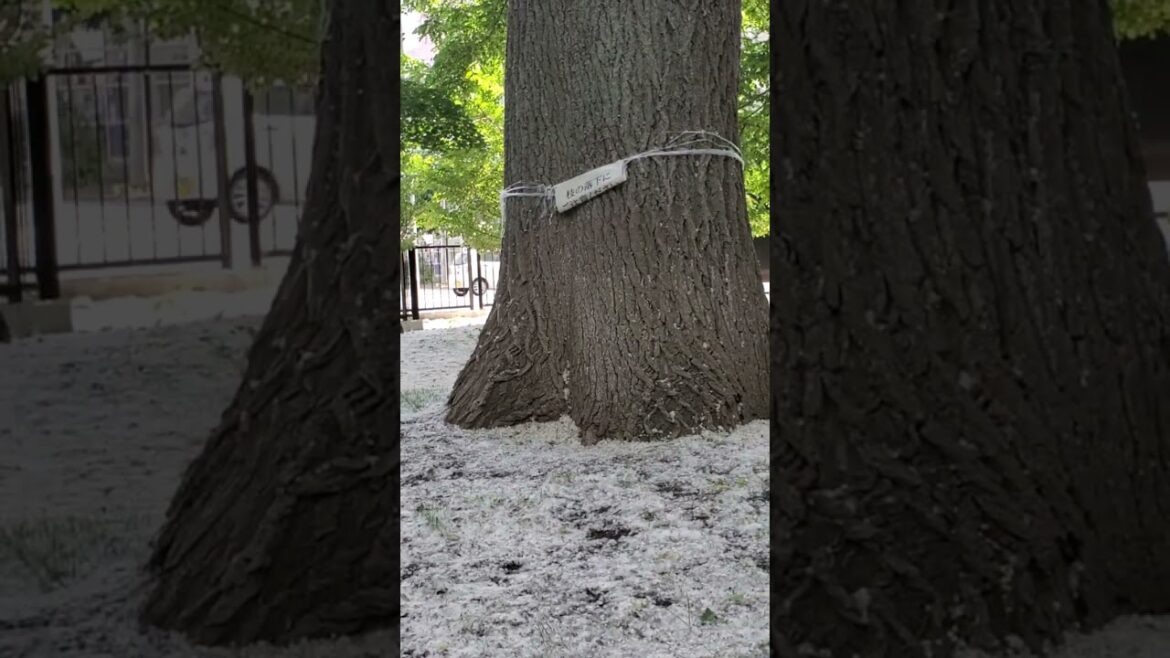 TeamLeip "Snow" in June in Sapporo #teamleip #travel #slowtravel #japan #sapporo #hokkaido #poplar