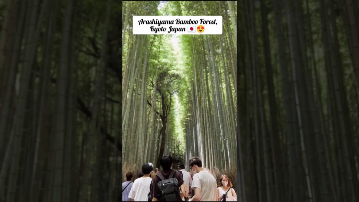 📍Arashiyama Bamboo Forest Kyoto,Japan😍🇯🇵 #shorts #trending #travel #ytshorts #youtubeshorts #japan