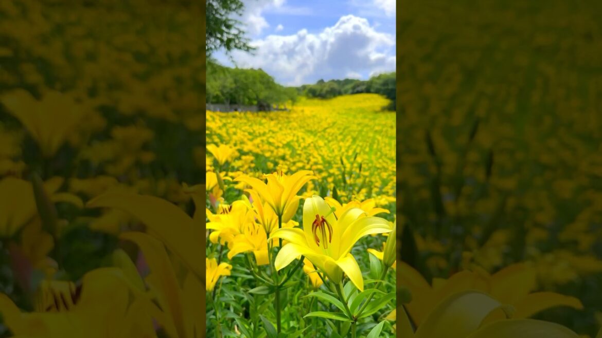 可睡ゆりの園 📲2024/6/11 Kasui Yuri no Sono Lily Park in Shizuoka prefecture #shorts