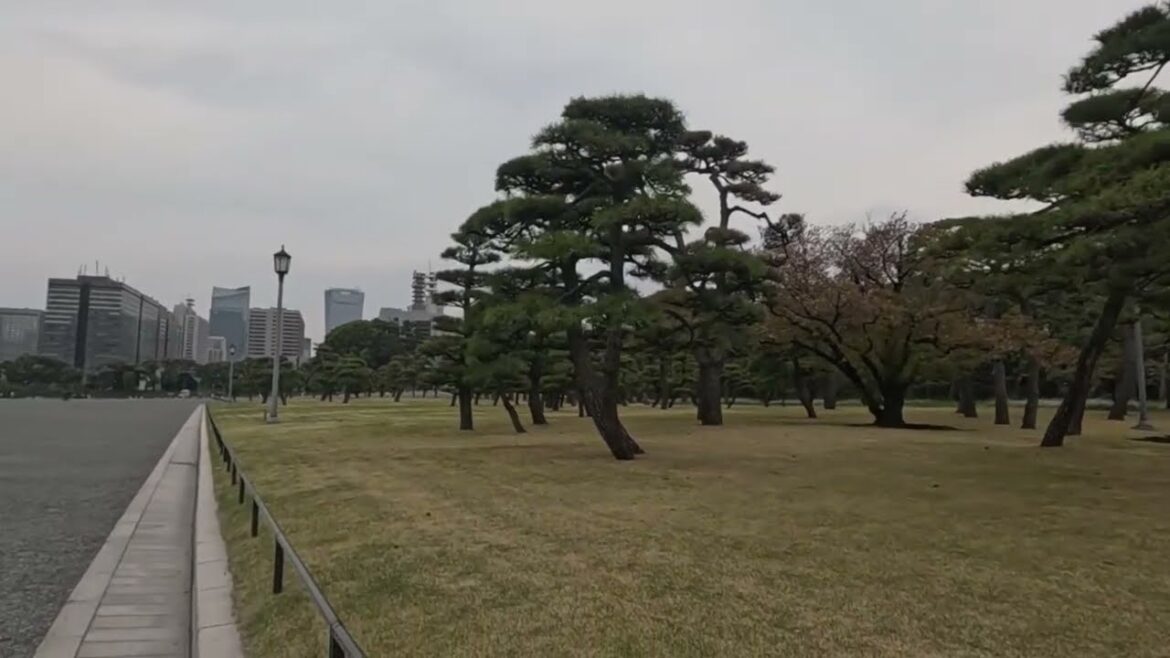 Walking in Japan: Sakura Views at Tokyo's Imperial Palace  ♫🎹 Johnny JAM🎸