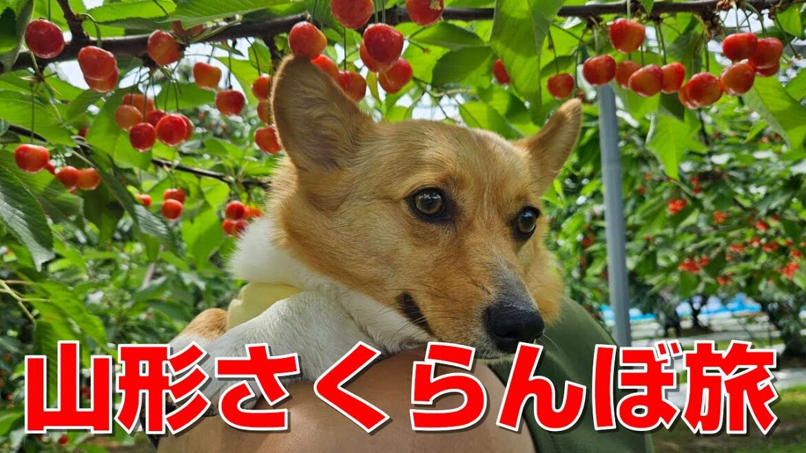 【山形さくらんぼ旅・さくらんぼ狩り編】しおたんステージに再び感動！チェリーランドでFestival満喫