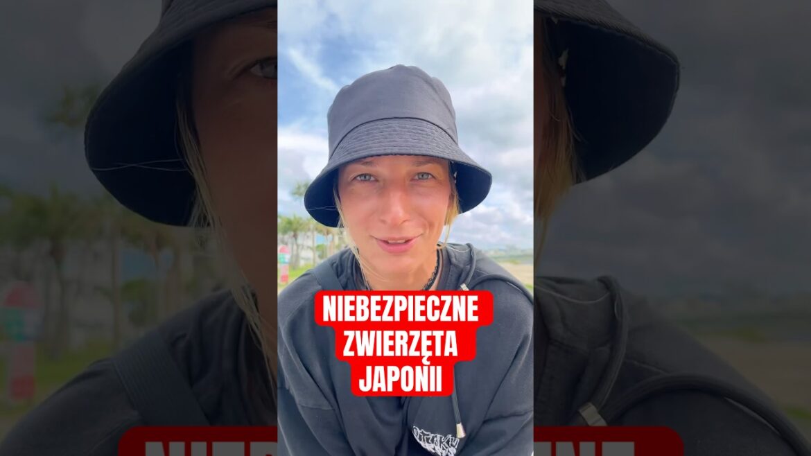 ❗️NIEBEZPIECZNE ZWIERZĘTA W JAPONII. 🇯🇵 #travel #okinawa #japan ❗️NIEBEZPIECZNE ZWIERZĘTA W JAPONII. 🇯🇵 #travel #okinawa #japan