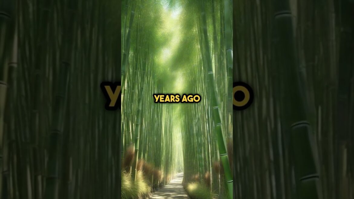 A Quiet Morning in Kyoto – A Journey for the Soul A Quiet Morning in Kyoto – A Journey for the Soul