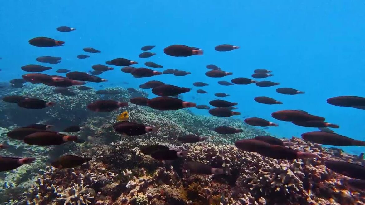 Snorkeling Tour At Koki Beach With Sol Marine - Best Western Kouki Beach - Insta360 GO 3S Okinawa