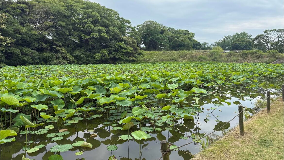 Lost in Fukuoka