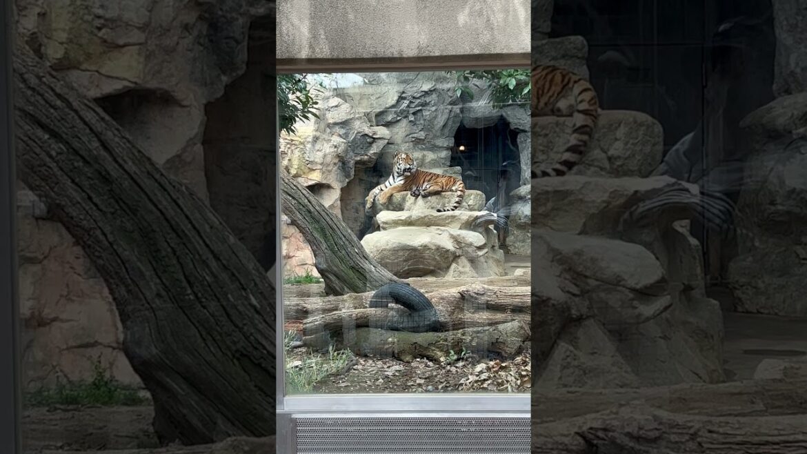 【KOBE】Must-See Tourist Attraction - Kobe Oji Zoo Tiger