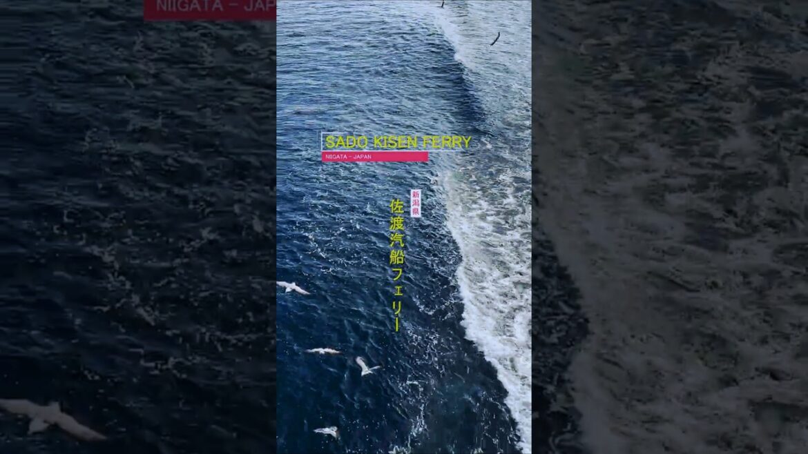 ⛴️ Sailing to Sado Island: A Slow Journey Across the Sea of Japan with Seagulls 🕊️