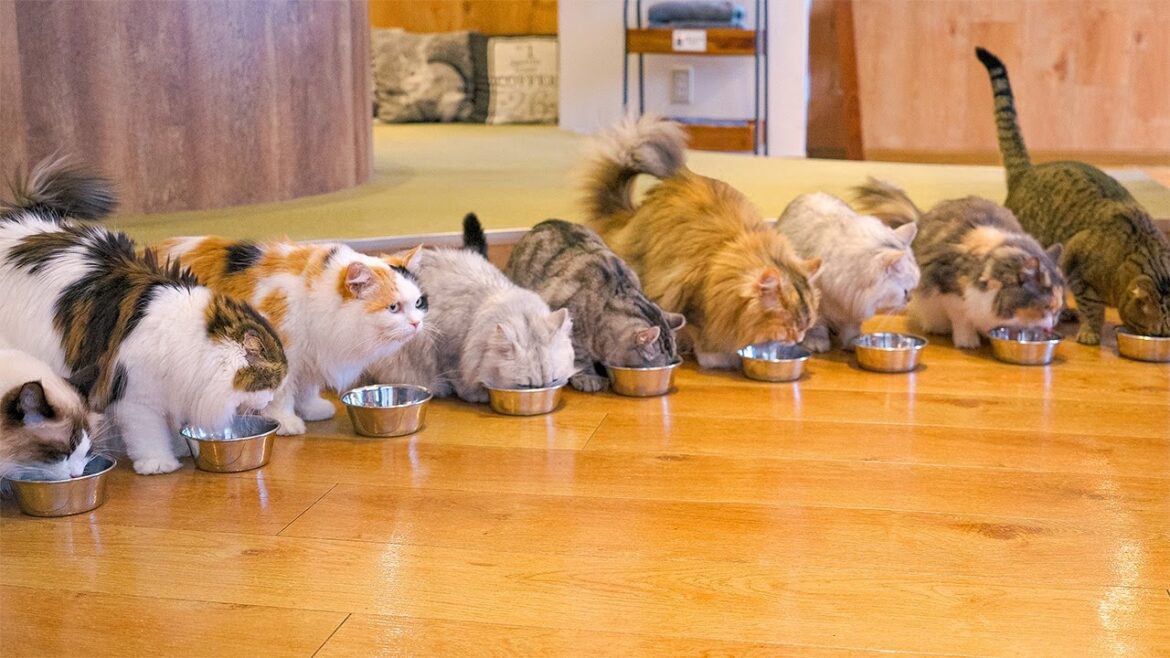 Fluffy Japanese Cat Cafe Experience in Tokyo | Mocha Lounge Ikebukuro Fluffy Japanese Cat Cafe Experience in Tokyo | Mocha Lounge Ikebukuro