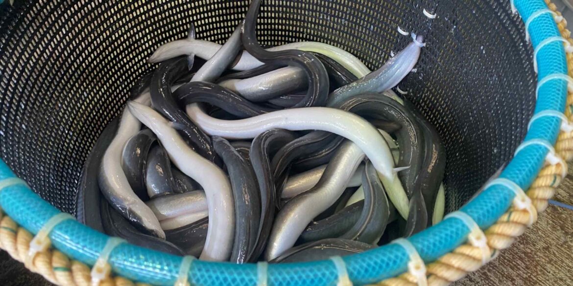 EU weighs adding eels to protected species list over Tokyo’s objection EU weighs adding eels to protected species list over Tokyo's objection