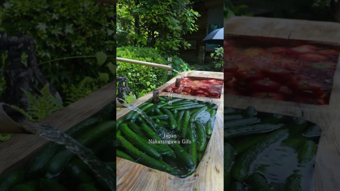 Japan Gifu 📍#japan#gifu #tarvel#japantravel #japantrip