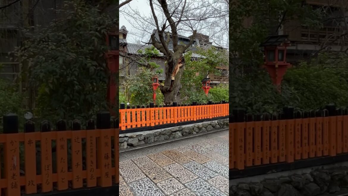 【KYOTO】Rainy Common Scene  - Shirakawa Lane