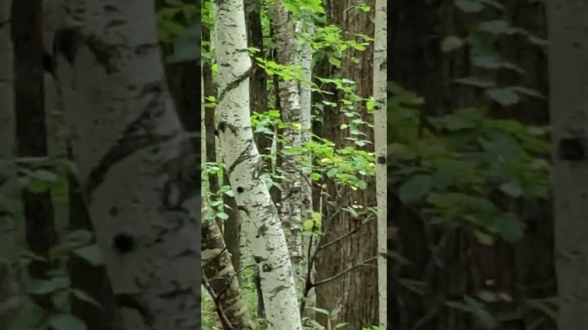 TeamLeip Sculptures in the Woods #teamleip #travel #modenart #sculpture #japan #hokkaido #art